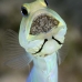 jawfish_yellowhead_bs_lc_v_0521_cay1063.jpg